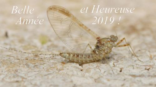 Cloeon dipterum